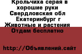 Крольчиха серая в хорошие руки - Свердловская обл., Екатеринбург г. Животные и растения » Отдам бесплатно   